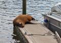 IMG_5284 sea lion dozing